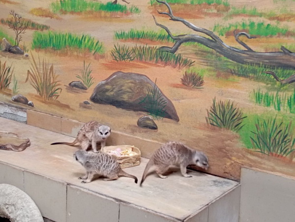 НАШ ЛЮБИМЫЙ ЗООПАРК